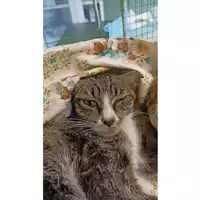 Foto dell\'animale gatto - Matr. 2023/1580 - Microchip 380260045072308