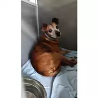 Foto dell\'animale cane - Matr. 2022/1557 - Microchip 380260000283388