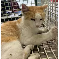 Foto dell\'animale gatto - Matr. 2023/1570 - Microchip 380260045021100