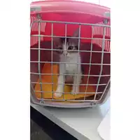 Foto dell\'animale gatto - Matr. 2023/1582 - Microchip 380260045071983