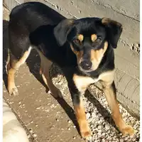 Foto dell\'animale cane - Matr. 2023/1584 - Microchip 380260045071933