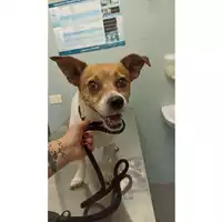 Foto dell\'animale cane - Matr. 2023/1586 - Microchip 380260045071795
