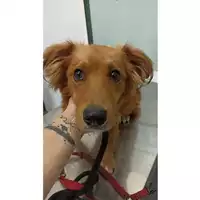 Foto dell\'animale cane - Matr. 2023/1587 - Microchip 380260045071878