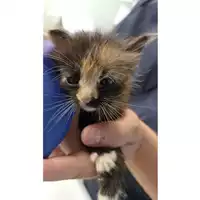 Foto dell\'animale gatto - Matr. 2023/1589 - Microchip 380260045012982