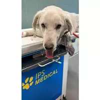 cane - Matr. 2023/1595 - Microchip 380260045071812