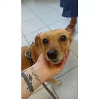 Foto dell\'animale cane - Matr. 2020/0834 - Microchip 380260160031343