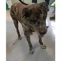 Foto dell\'animale cane - Matr. 2023/1596 - Microchip 380260045071871