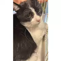 Foto dell\'animale gatto - Matr. 2023/1609 - Microchip 380260045071494