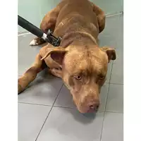 Foto dell\'animale cane - Matr. 2023/1613 - Microchip 380260045071789