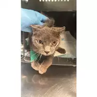 gatto - Matr. 2023/1614 - Microchip 380260045071516