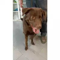 Foto dell\'animale cane - Matr. 2023/1615 - Microchip 380260045072212