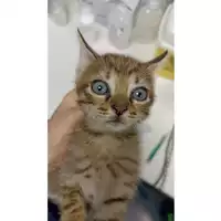 Foto dell\'animale gatto - Matr. 2023/1621 - Microchip 380260045071928