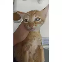 Foto dell\'animale gatto - Matr. 2023/1620 - Microchip 380260045071774