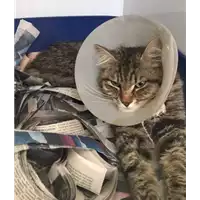 Foto dell\'animale gatto - Matr. 2017/1319 - Microchip 380260043283224