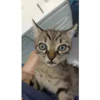 Foto dell\'animale gatto - Matr. 2023/1619 - Microchip 380260045071798