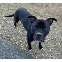 cane - Matr. 2023/1628 - Microchip 380260045071987