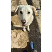 Foto dell\'animale cane - Matr. 2023/1629 - Microchip 380260045071841