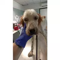 Foto dell\'animale cane - Matr. 2023/1630 - Microchip 380260045071746