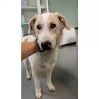 cane - Matr. 2023/1632 - Microchip 380260045072021