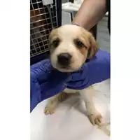 Foto dell\'animale cane - Matr. 2023/1637 - Microchip 380260045072407