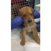 Foto dell\'animale cane - Matr. 2023/1638 - Microchip 380260045071908
