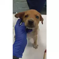 Foto dell\'animale cane - Matr. 2023/1640 - Microchip 380260045072193