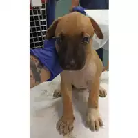 Foto dell\'animale cane - Matr. 2023/1641 - Microchip 380260045013103