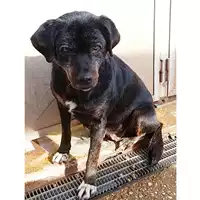 Foto dell\'animale cane - Matr. 2022/1261 - Microchip 380260044816306