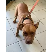 Foto dell\'animale cane - Matr. 2023/0338 - Microchip 380260002891476