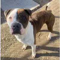 Foto dell\'animale cane - Matr. 2023/0339 - Microchip 380260044750922