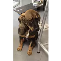 Foto dell\'animale cane - Matr. 2017/1321 - Microchip 380260043309640