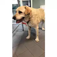 Foto dell\'animale cane - Matr. 2023/1648 - Microchip 380260000143183