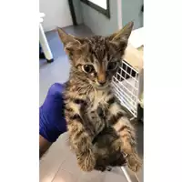 Foto dell\'animale gatto - Matr. 2023/1651 - Microchip 380260045016045