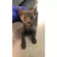 Foto dell\'animale gatto - Matr. 2023/1653 - Microchip 380260045015949