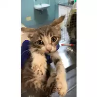 gatto - Matr. 2023/1656 - Microchip 380260045015882