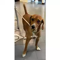 Foto dell\'animale cane - Matr. 2023/1658 - Microchip 380260102557742
