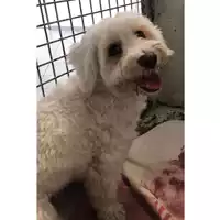 Foto dell\'animale cane - Matr. 2023/1663 - Microchip 380260004647351