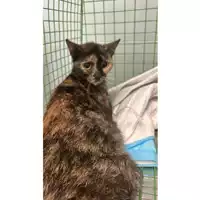 Foto dell\'animale gatto - Matr. 2023/1662 - Microchip 380260045071917