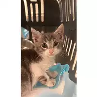 Foto dell\'animale gatto - Matr. 2023/1664 - Microchip 380260045016084