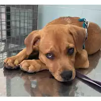 Foto dell\'animale cane - Matr. 2023/1660 - Microchip 380260045016085