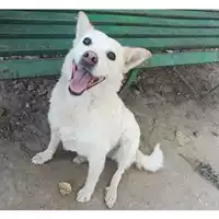 Foto dell\'animale cane - Matr. 2023/1086 - Microchip 380260044730932