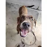 Foto dell\'animale cane - Matr. 2022/1696 - Microchip 380260101797941