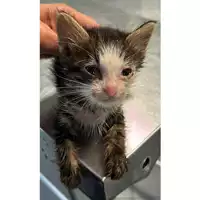 Foto dell\'animale gatto - Matr. 2023/1668 - Microchip 380260045015607
