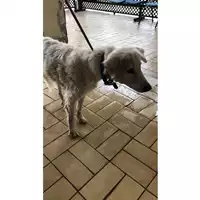 Foto dell\'animale cane - Matr. 2023/1666 - Microchip 981100002133068