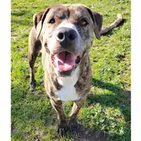 Foto dell\'animale cane - Matr. 2022/1697 - Microchip 380260101797496