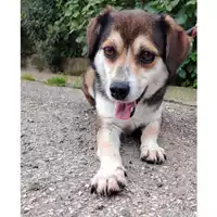 Foto dell\'animale cane - Matr. 2019/0571 - Microchip 380260043869692