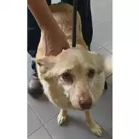 Foto dell\'animale cane - Matr. 2023/1670 - Microchip 380260045016432