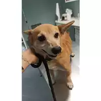 Foto dell\'animale cane - Matr. 2023/1672 - Microchip 380260004928684