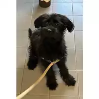 Foto dell\'animale cane - Matr. 2023/1674 - Microchip 380260045016051