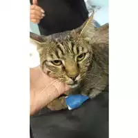 gatto - Matr. 2023/1677 - Microchip 380260045016357